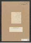 Diatomeae indet. Zeichnungen Sammlung Grunow Nr. 5058 (NHMW-BOT-W0373323)